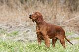 SETTER IRLANDAIS 228